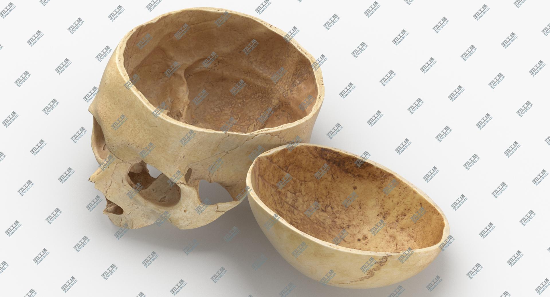 images/goods_img/202104091/3D Real Human Skull Cranial 02 Cut With Piece Pose 01/4.jpg